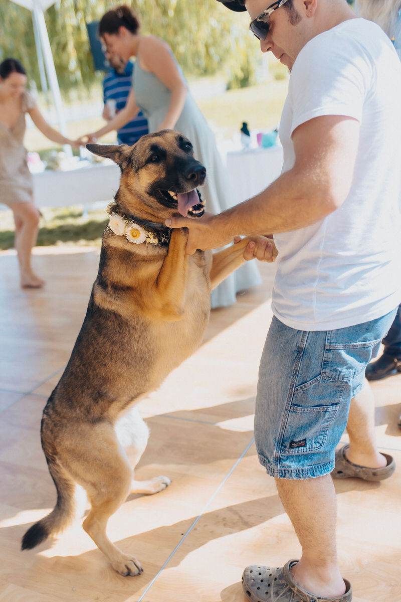 person dancing with a german shepherd 