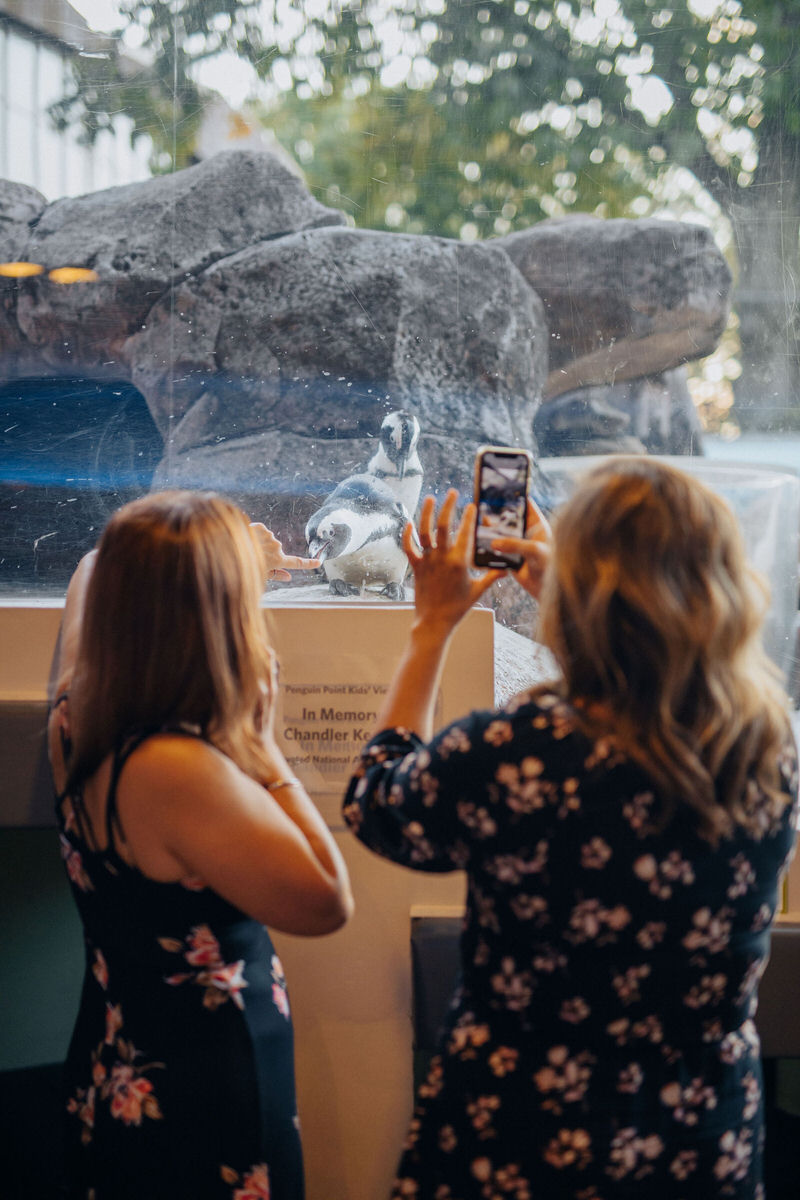 two people taking picture of penguins at an aquarium wedding